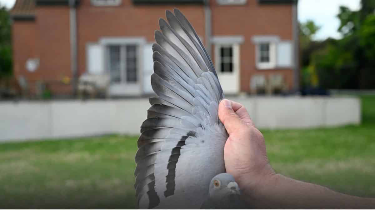 A close up shot of the fully extended left wing of Marie, the 1st National Agen yearling winner bred by Peter Pillet. A hand carefully spreads the wing outdoors to showcase the perfectly aligned primary and secondary feathers, excellent ventilation, and classic blue bar coloration that powered her long distance triumph.