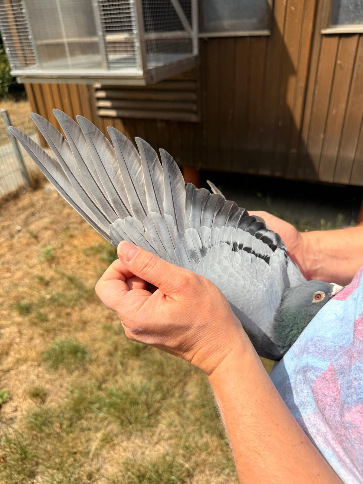 Wing theory and feather quality of DV02179 24 43 King of Germany 1 National Ace Cock Germany 2026 Andreas Schluter