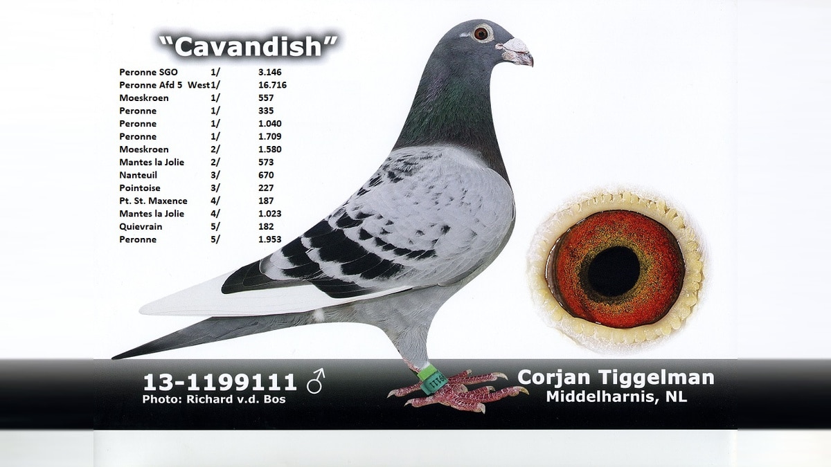 Cavendisch NL13-1199111, elite racing cock of Corjan Tiggelman, shown with his eye and leading race results.