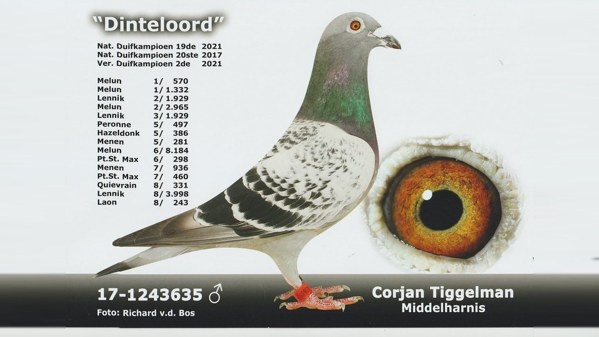 Dinteloord NL17-1243635, proven Tiggelman racing cock, pictured with his eye and championship performances.