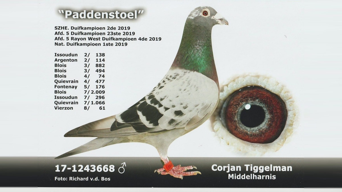 Paddenstoel NL17-1243668, outstanding long middle distance cock of Corjan Tiggelman, with his eye and top results.
