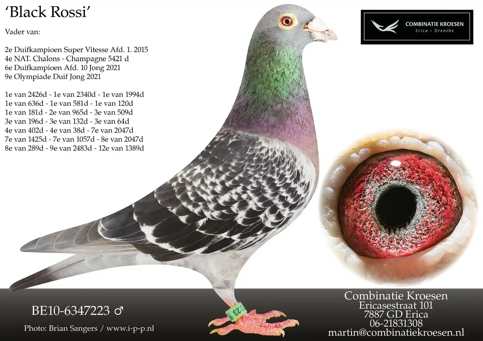 Profile of the legendary breeding pigeon Black Rossi, a beautiful checkered gladiator with ring number BE10 6347223. The image includes his impressive breeding statistics and a detailed close up of his bright red eye.