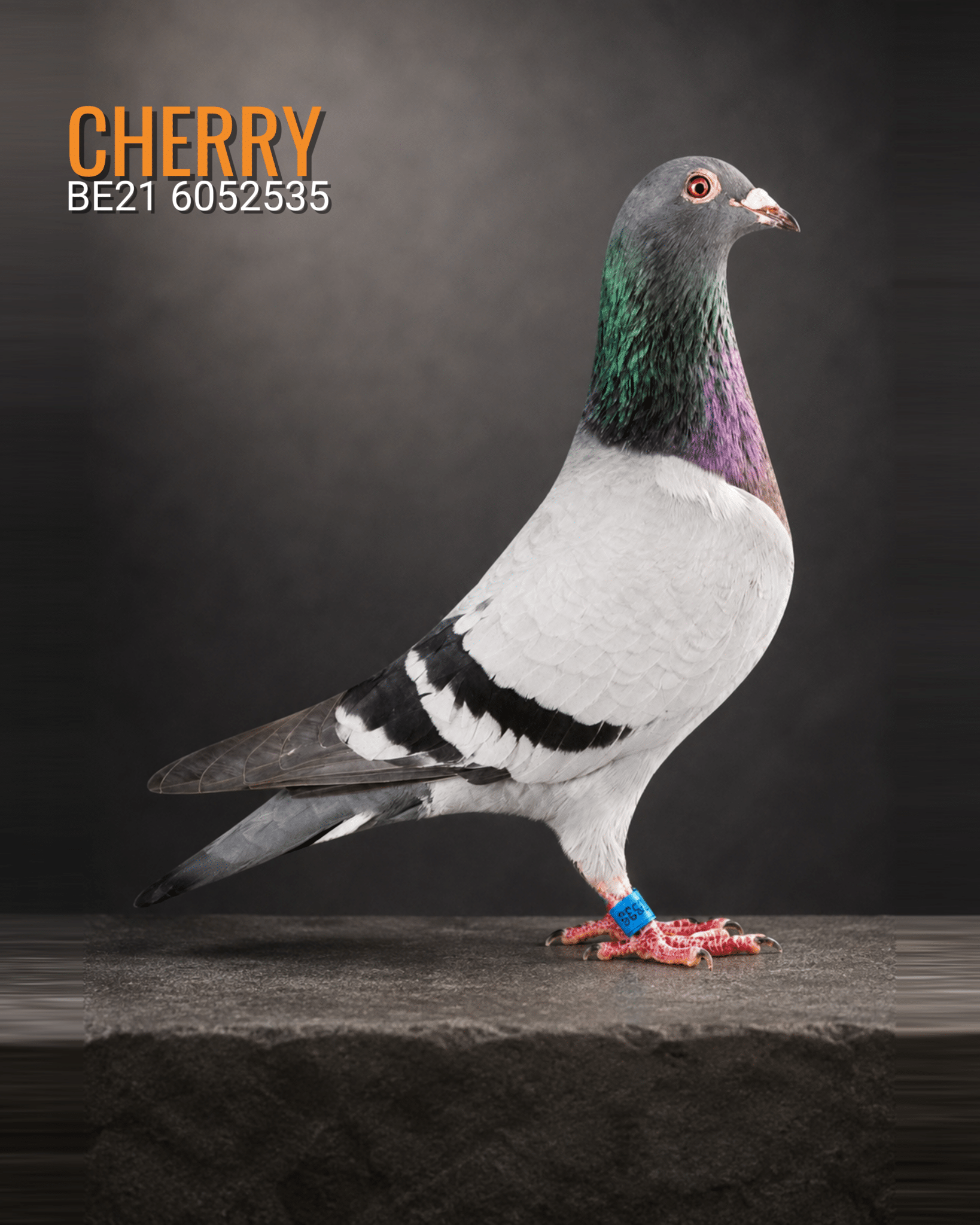 Cherry BE21 6052535, blue bar racing hen and World Best Pigeon Allround performer from Kris Cleirbaut