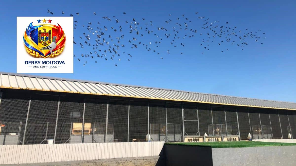 Large flock of racing pigeons circling in clear blue skies above the Derby Moldova One Loft facility in Verejeni featuring the official race emblem.
