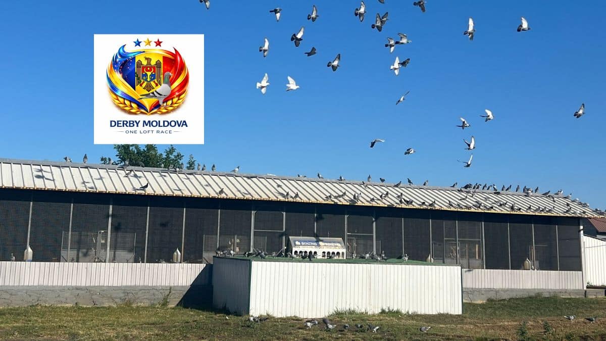 Derby Moldova racing loft in Verejeni featuring modern aviary compartments with Benzing antennas and pigeons flying overhead