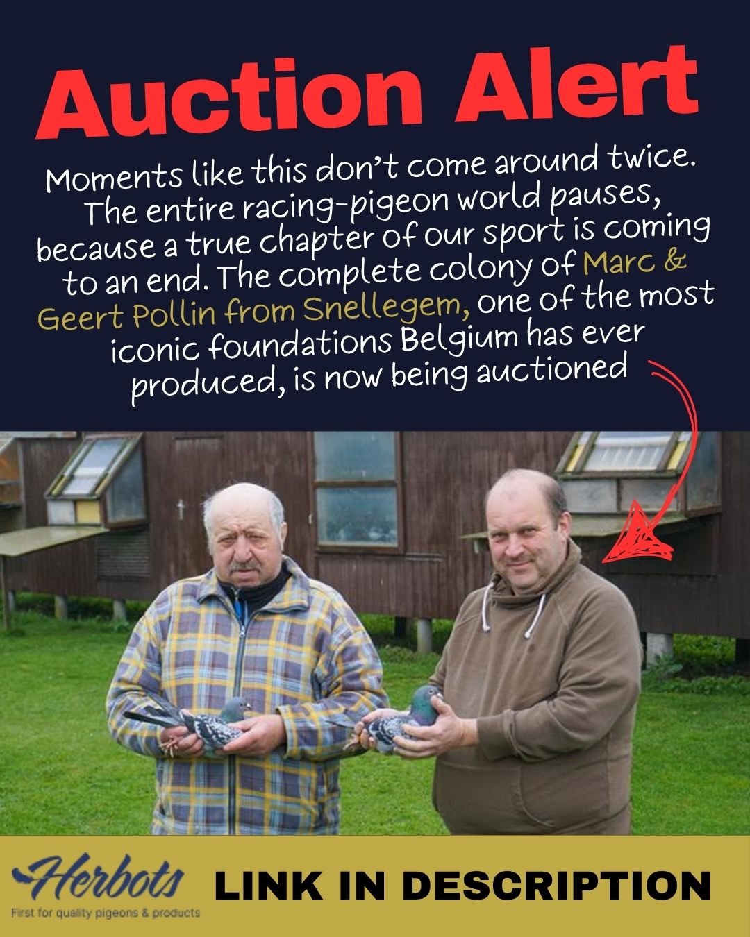 Auction announcement poster by Herbots showing pigeon fanciers Marc and Geert Pollin standing in front of their loft holding racing pigeons, announcing the auction of their complete iconic Belgian colony.