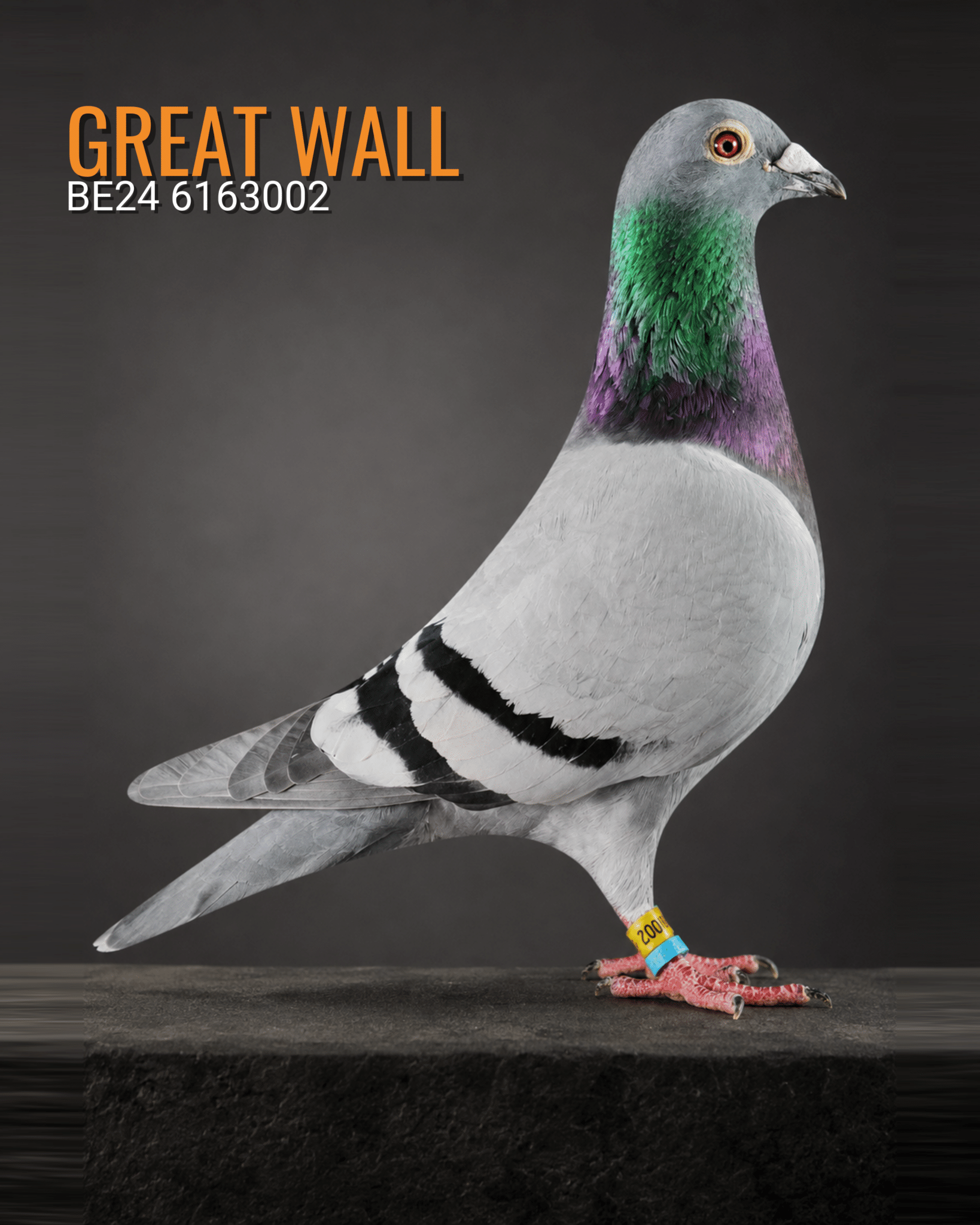 Great Wall BE24 6163002, blue bar cock and National Limoges winner from the Cleirbaut Pigeons loft.