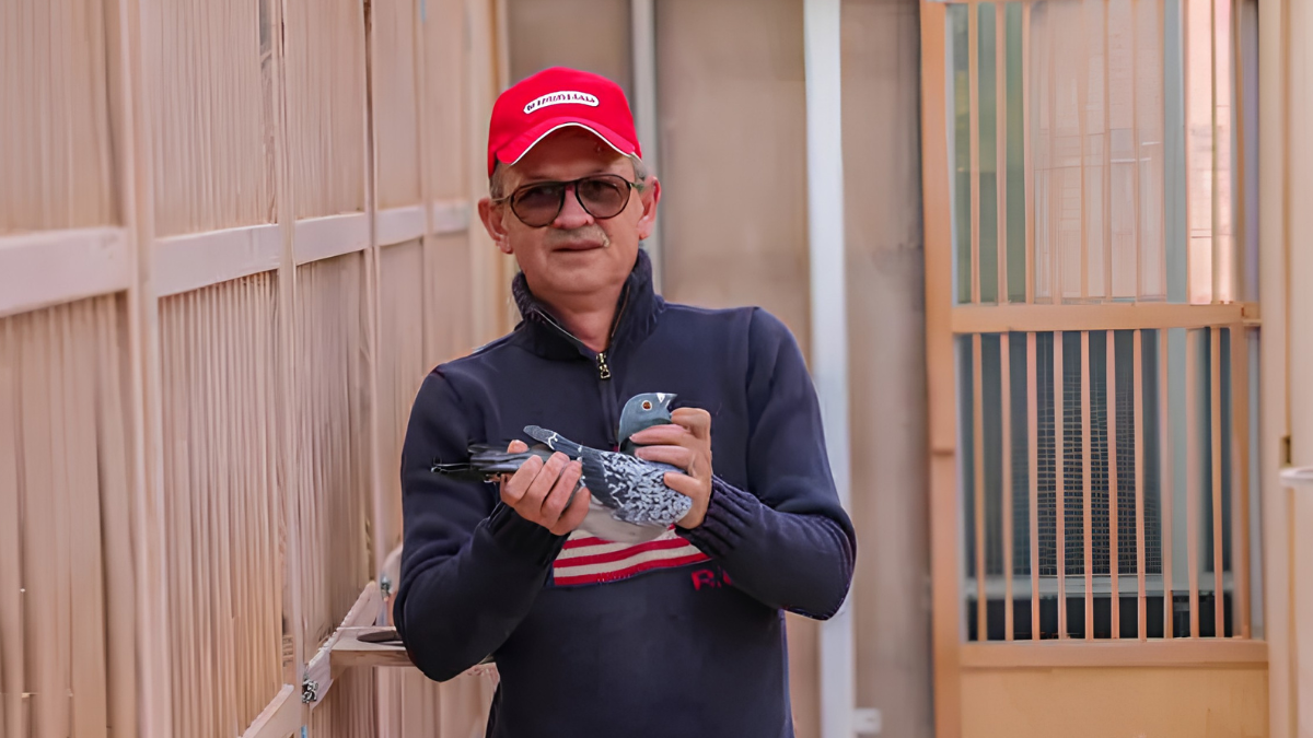 Kris Cleirbaut holding a checker racing pigeon inside his loft in Putte.