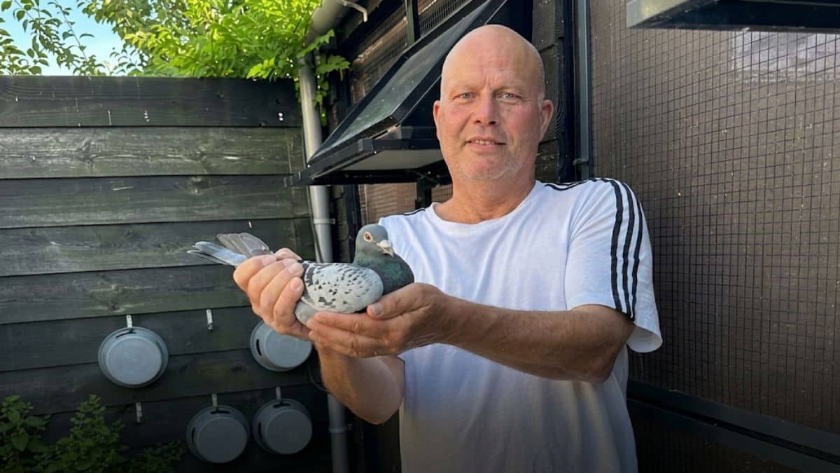 Martin Wijtman Pigeons fancier holding his champion racing pigeon in front of the loft in Bodegraven