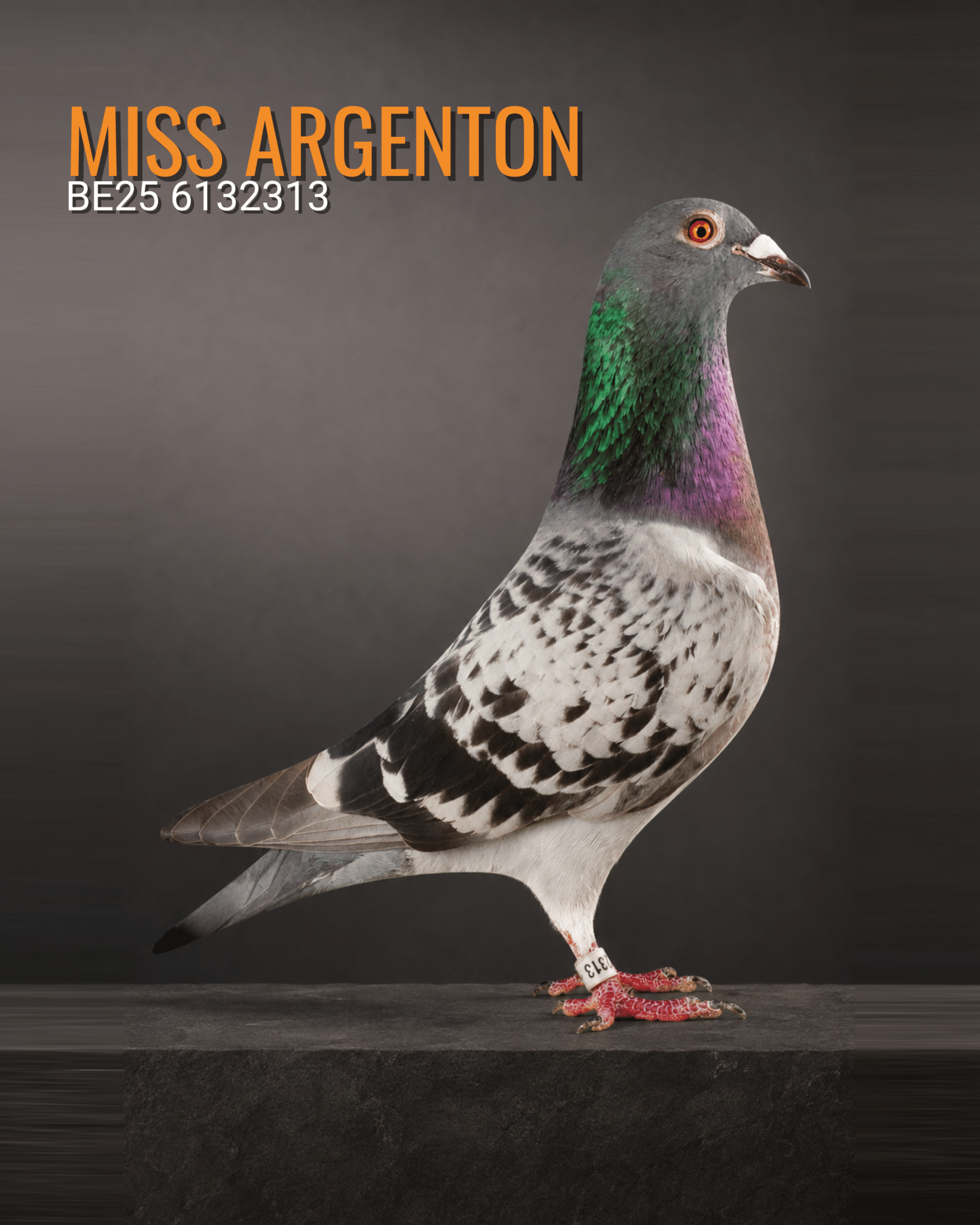 Miss Argenton BE25 6132313, blue check hen and National Argenton winner from Kris Cleirbaut.