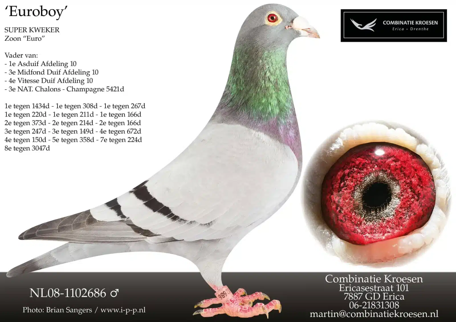 Profile of the phenomenal breeding giant Euroboy, a strong grey and white super breeder with ring number NL08 1102686. This powerhouse is featured alongside his list of achievements and a magnificent close up of his eye.