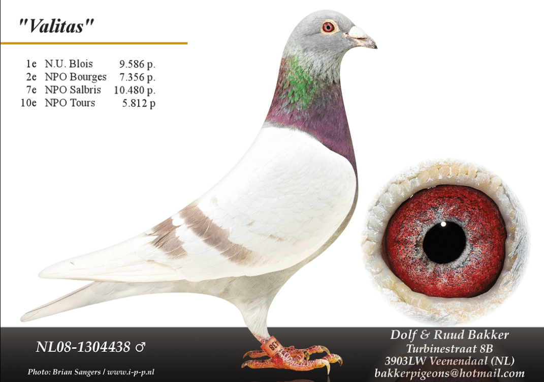 Valitas NL08-1304438, the legendary red mealy foundation cock of Bakker Pigeons, winner of 1st NU Blois against 9586 birds and sire of elite NPO champions