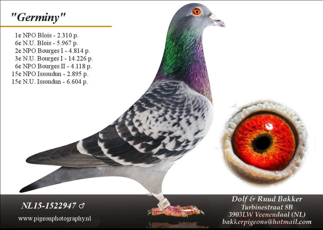 Germiny NL15-1522947, chequer cock of Bakker Pigeons, winner of 1st NPO Blois against 2310 pigeons and top breeding son of Valitas
