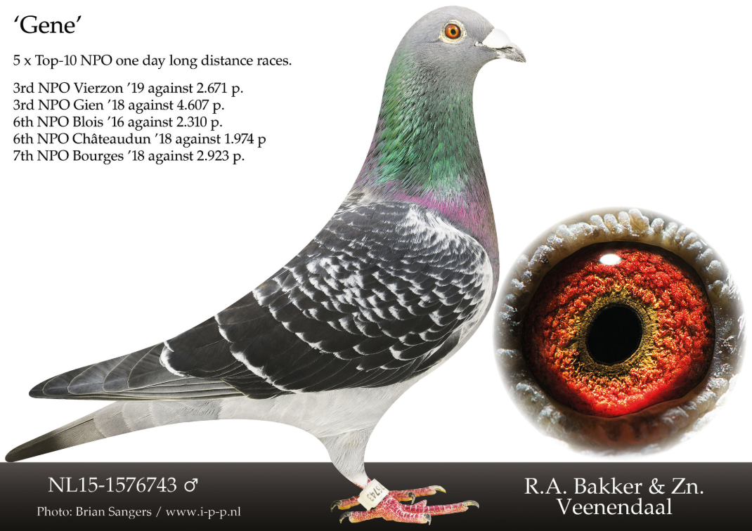 Gene NL15-1576743, five time top 10 NPO one day long distance performer and full brother to Germiny for Bakker Pigeons
