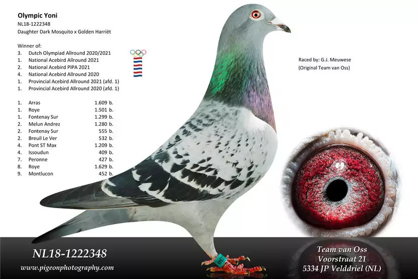 Olympic Yoni NL18-1222348 chequer hen of van Oss Pigeons, 1st National Ace Bird Allround and dam to champion racers