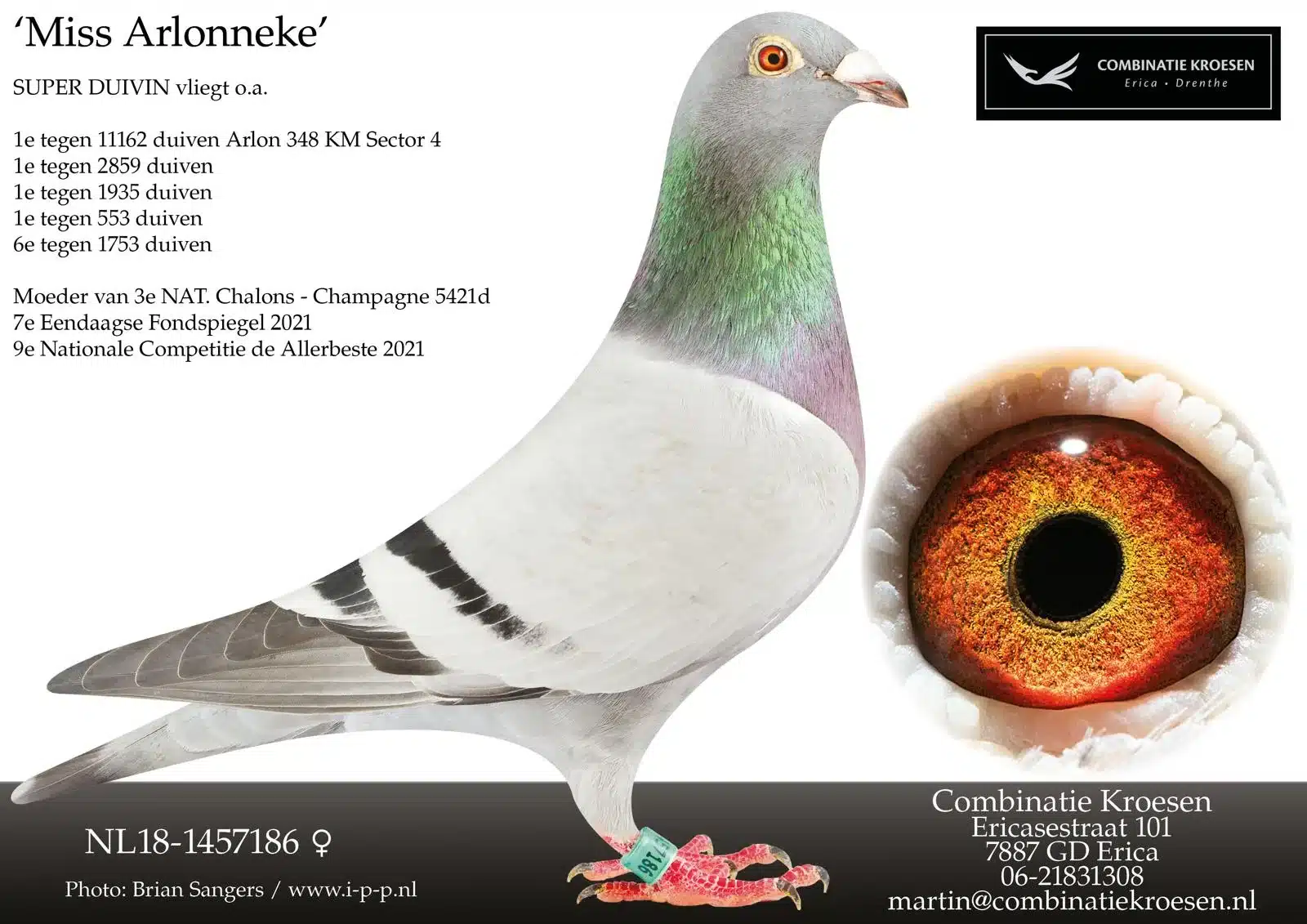 The absolute elite flyer Miss Arlonneke, a stunning racing pigeon with ring number NL18 1457186. She is showcased with her spectacular first prize racing record and a detailed close up of her vibrant eye.