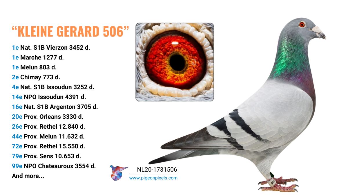 Champion cock Kleine Gerard 506 NL20 1731506 of Hendriks Pigeons winner of 1st National Sector 1B Vierzon 3452 pigeons with eye sign close up.
