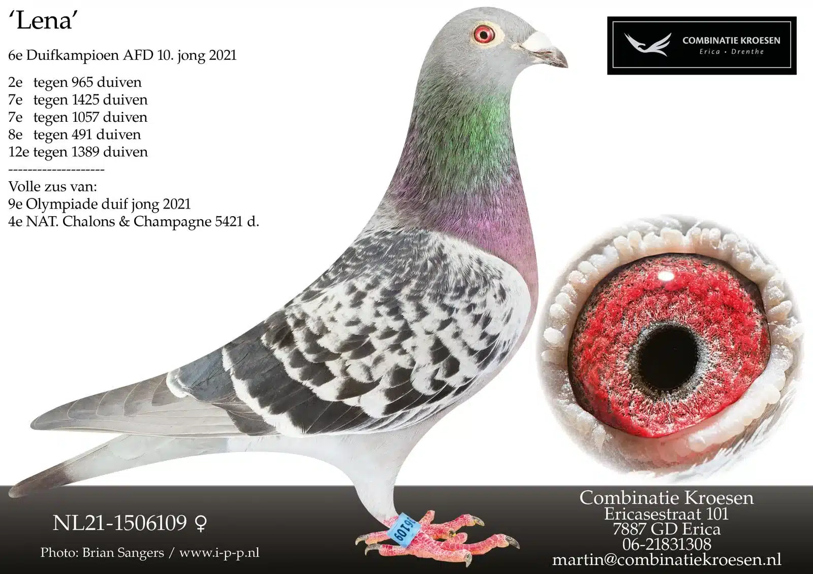 Profile of top class racing pigeon Lena, a beautifully patterned athlete with ring number NL21 1506109. The image highlights her championship titles and features a breathtaking close up of her eye.