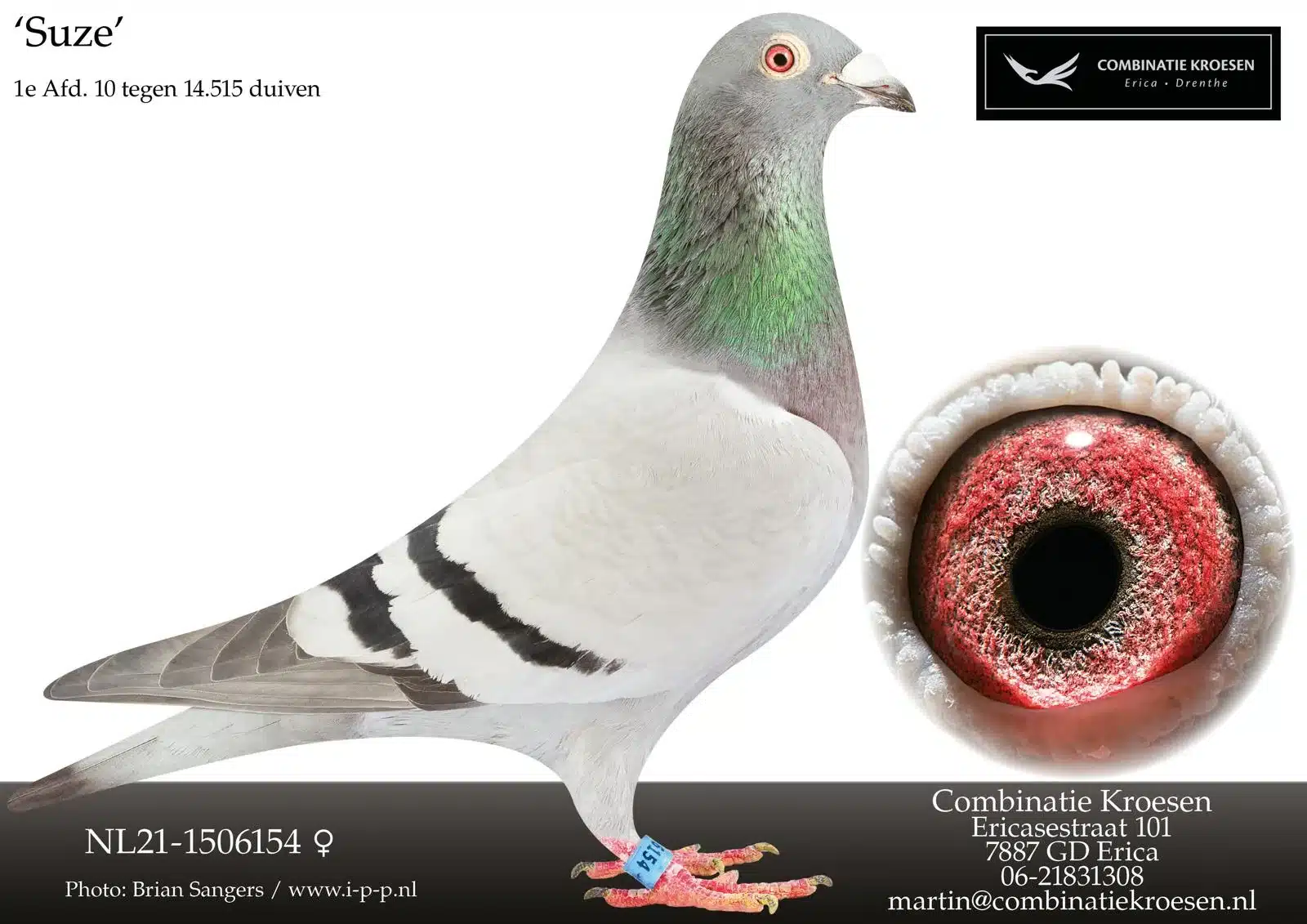 The fantastic racing pigeon Suze with ring number NL21 1506154, a proud athlete in peak condition. She is shown with a close up of her eye and her monumental first prize achievement against over fourteen thousand competitors.