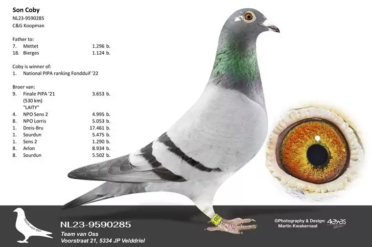 Super Son Coby NL23-9590285 blue bar cock of van Oss Pigeons, bred from Koopman lines and sire to 1st Provincial Ace Bird