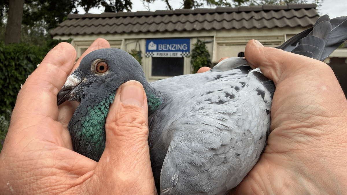 Fancier holding a healthy blue-barred racing pigeon during the autumn moult in front of a pigeon loft, illustrating the Pigeon Boss Speaks guide on gut health and SymBiotic Intestinal Cure.