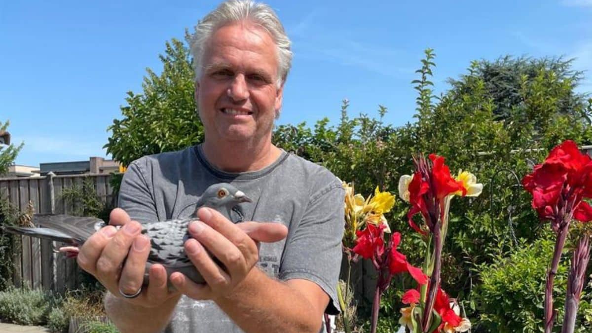Rex de Leeuw holding his champion marathon pigeon from De Leeuw Pigeons loft in Made after winning 29th National Castres.
