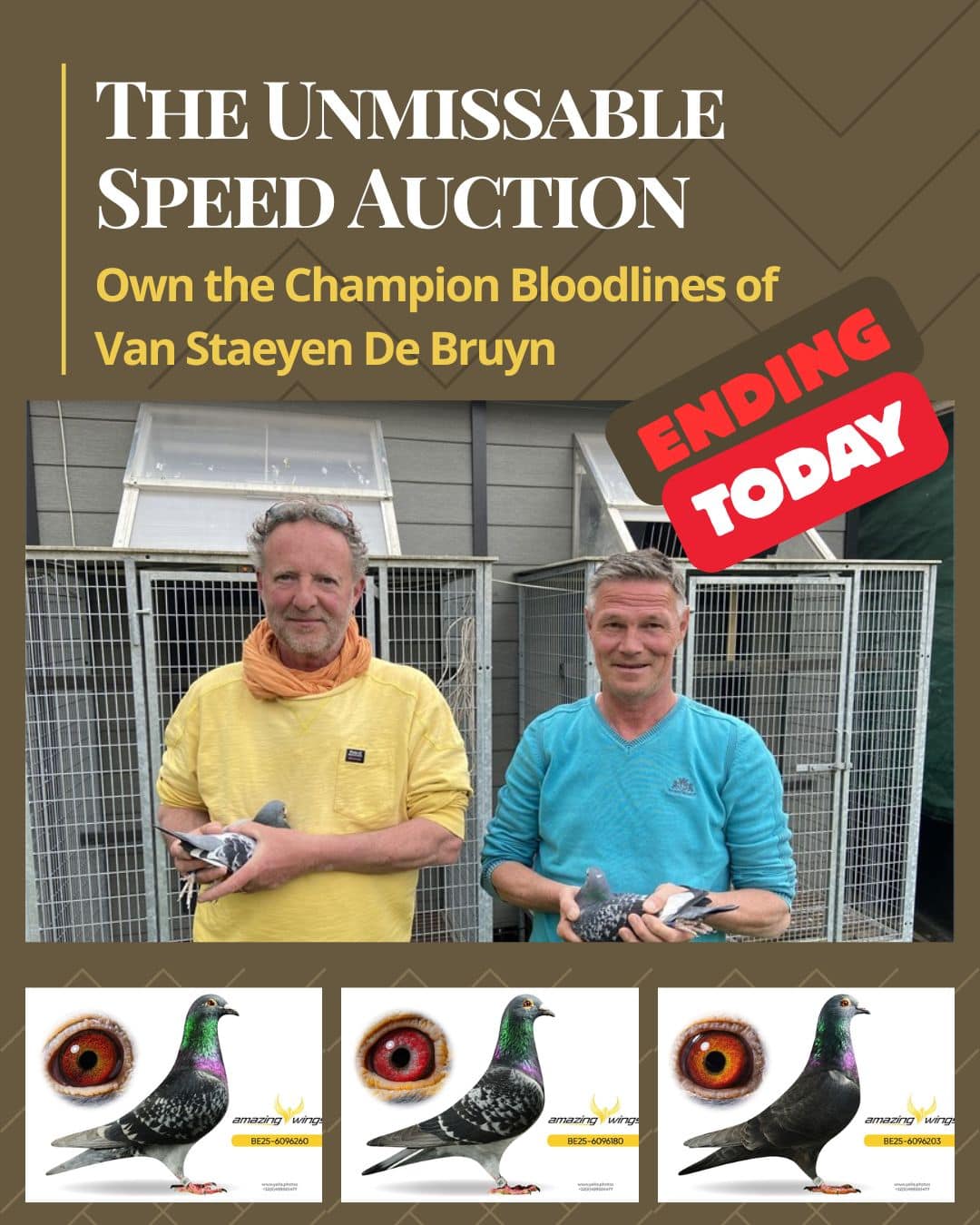 Promotional flyer for the Van Staeyen De Bruyn speed pigeon auction ending today, showing the two fanciers in front of their aviary holding birds above individual studio profiles and close up eye photos of three auction lots.