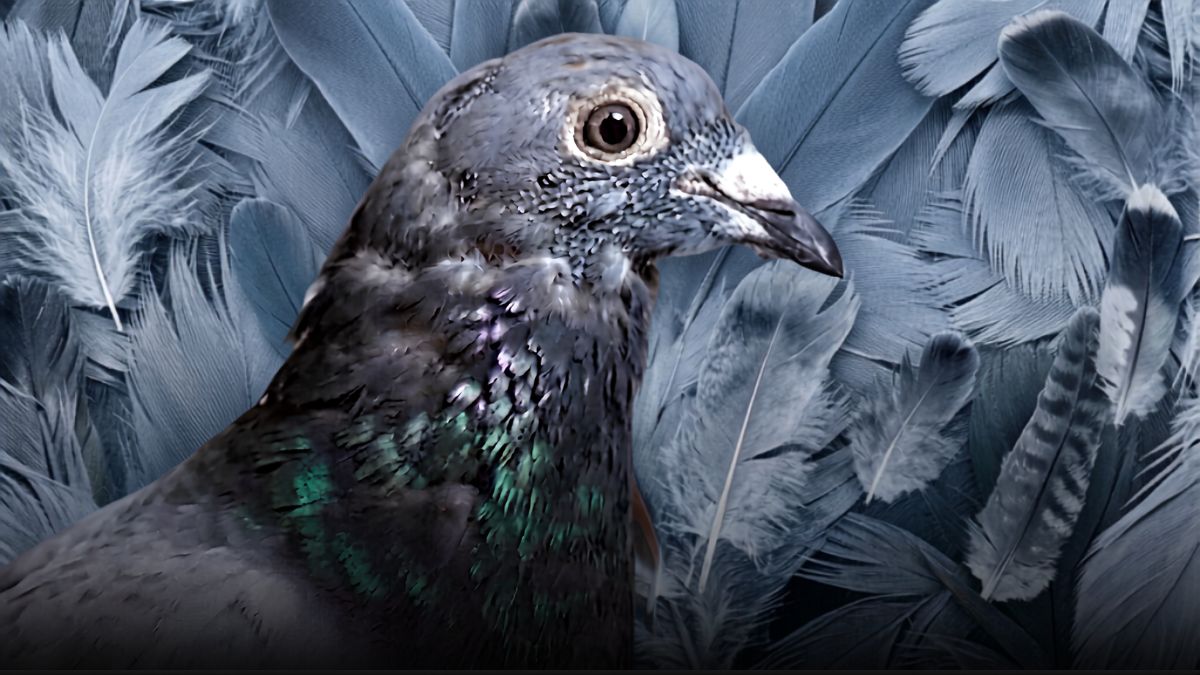 Sweeping up feathers every morning? Most fanciers think autumn is just a passive break where you throw in cheap grain and wait. Huge mistake. That new flight feather isn't just luck—it's the result of an intense biological rebuild happening inside your bird. If you don't support the gut, liver, and amino acid balance now, you've already lost next spring's races.