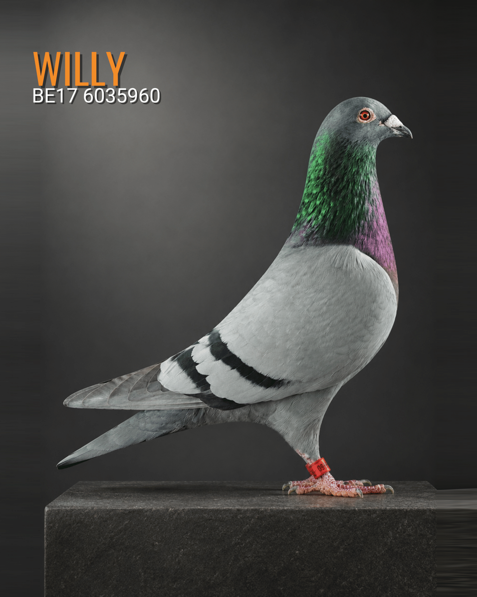Willy BE17 6035960, blue bar foundation cock and proven breeder at the Cleirbaut Pigeons loft.