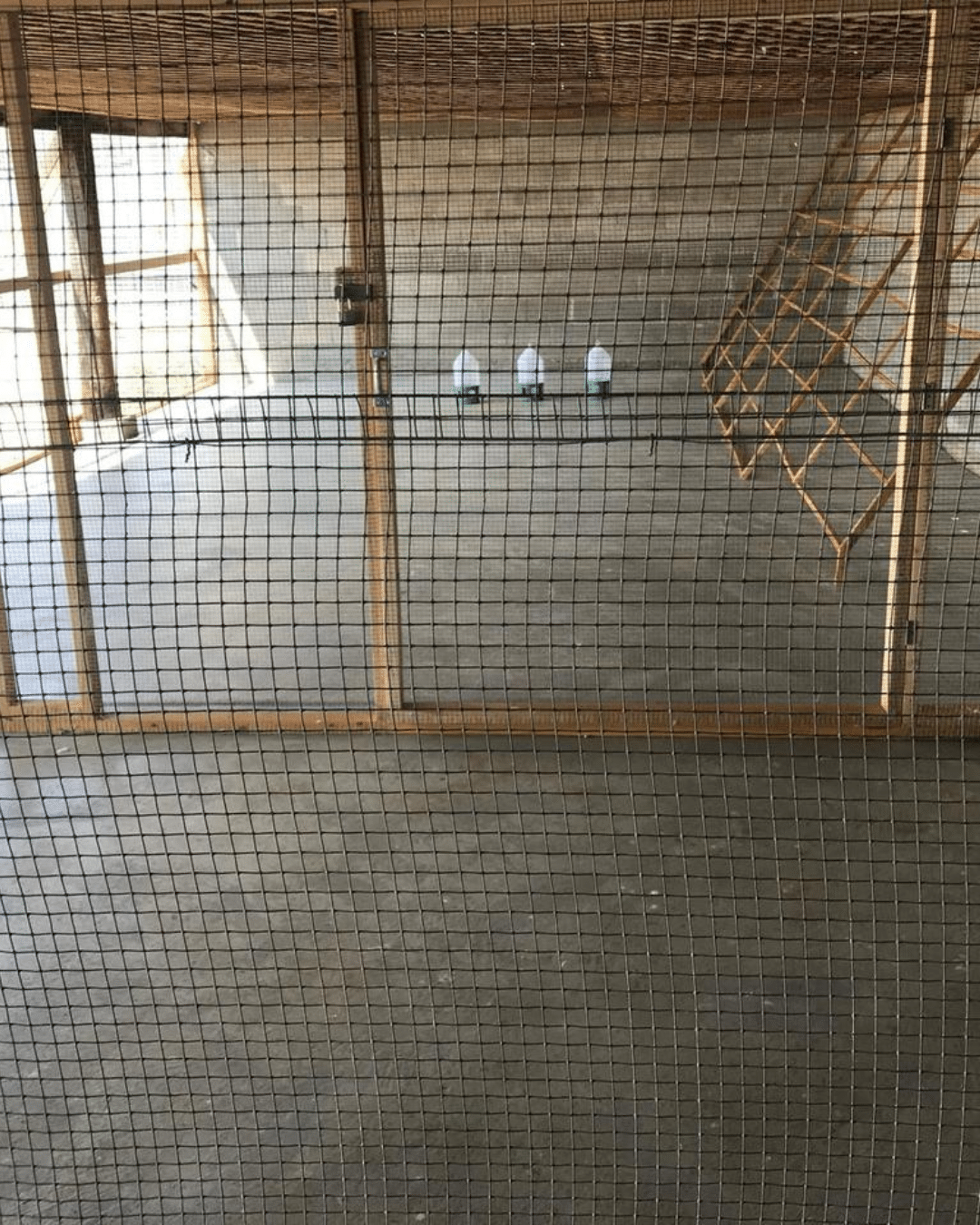 Interior of an Avian Export Services pigeon quarantine section with secure wire compartments, ventilation and drinking stations prepared for international bird transport.