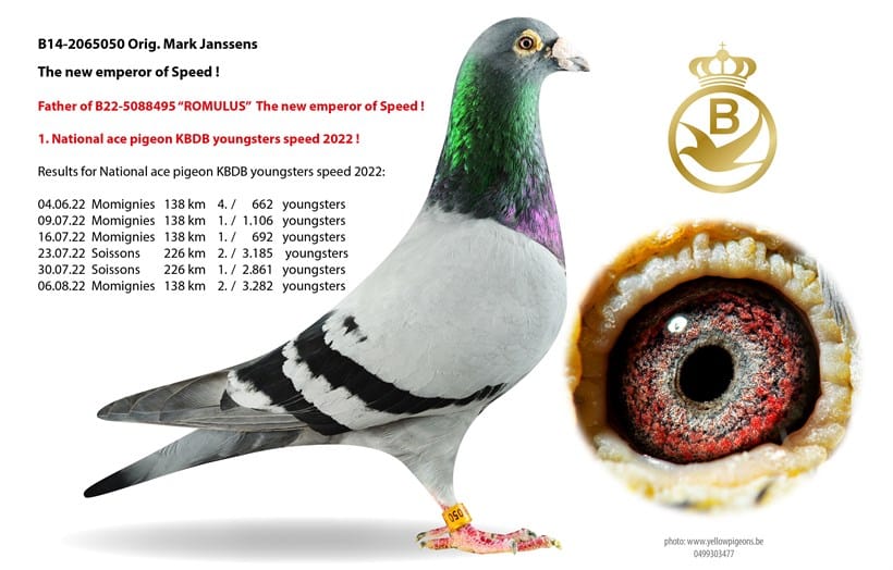 Meet B14-2065050, the sire of Romulus (1st Nat. Ace Pigeon KBDB Speed 2022). Explore his pedigree and proven sprint pigeon bloodline