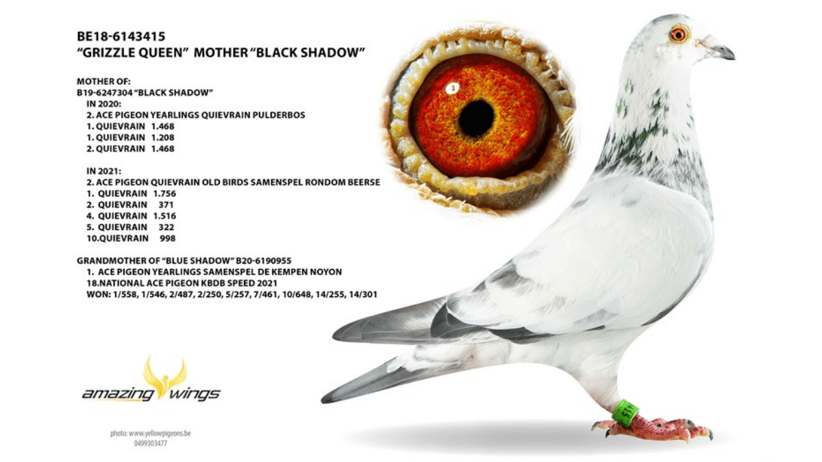 B.18-6143415 - Grizzle Queen