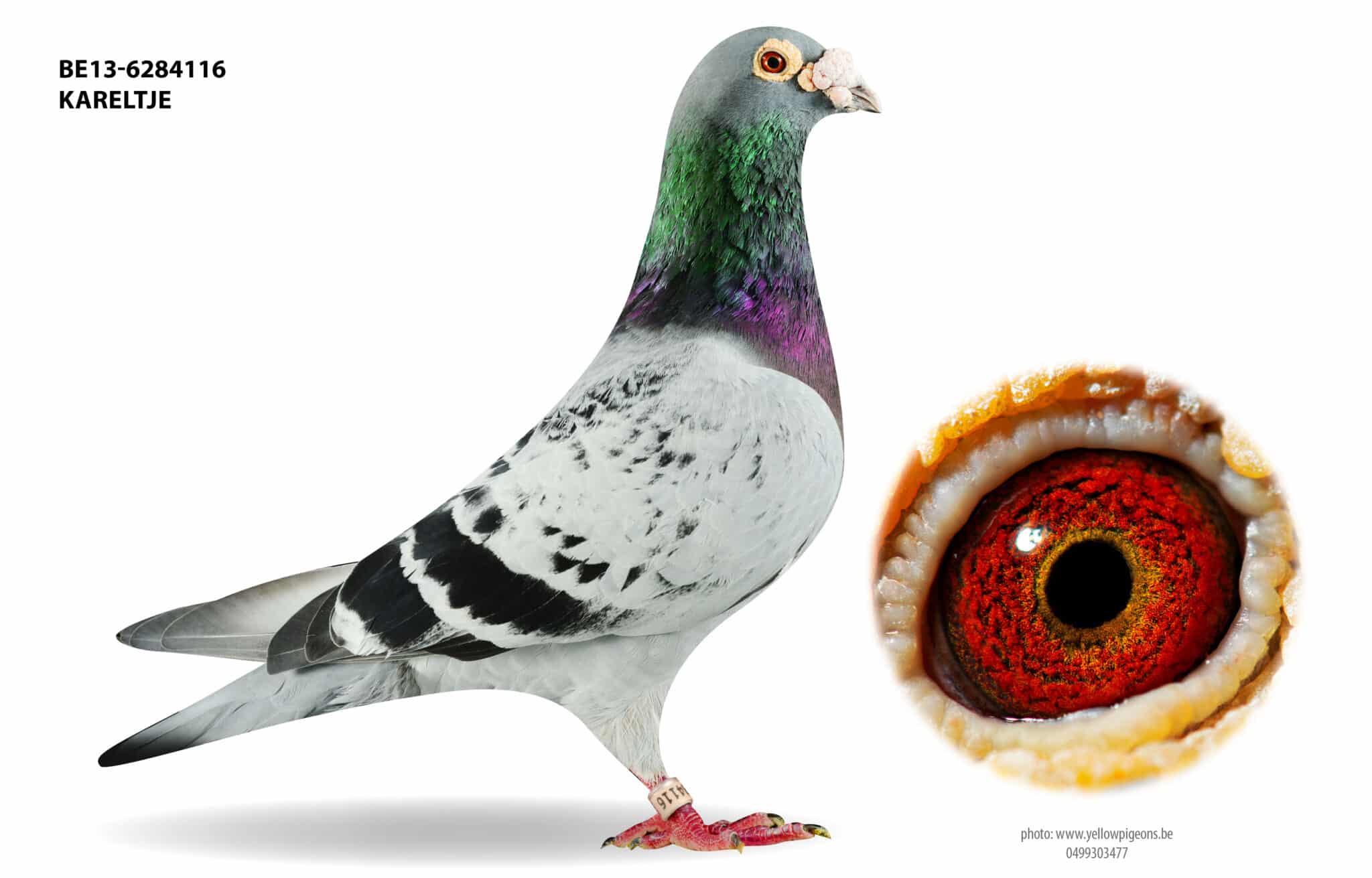 Profile view of check stock cock Kareltje BE13 6284116 belonging to Luc Vervoort featuring a detailed close up of his eye