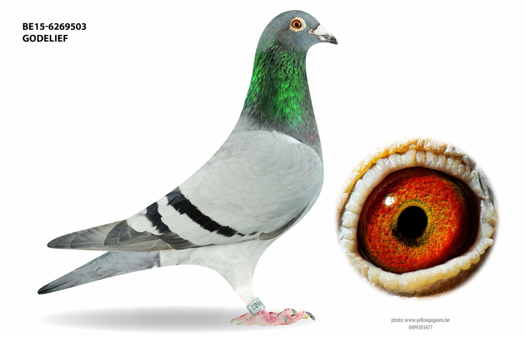 Profile view of blue stock hen Godelief BE15 6269503 belonging to Luc Vervoort featuring a detailed close up of her eye