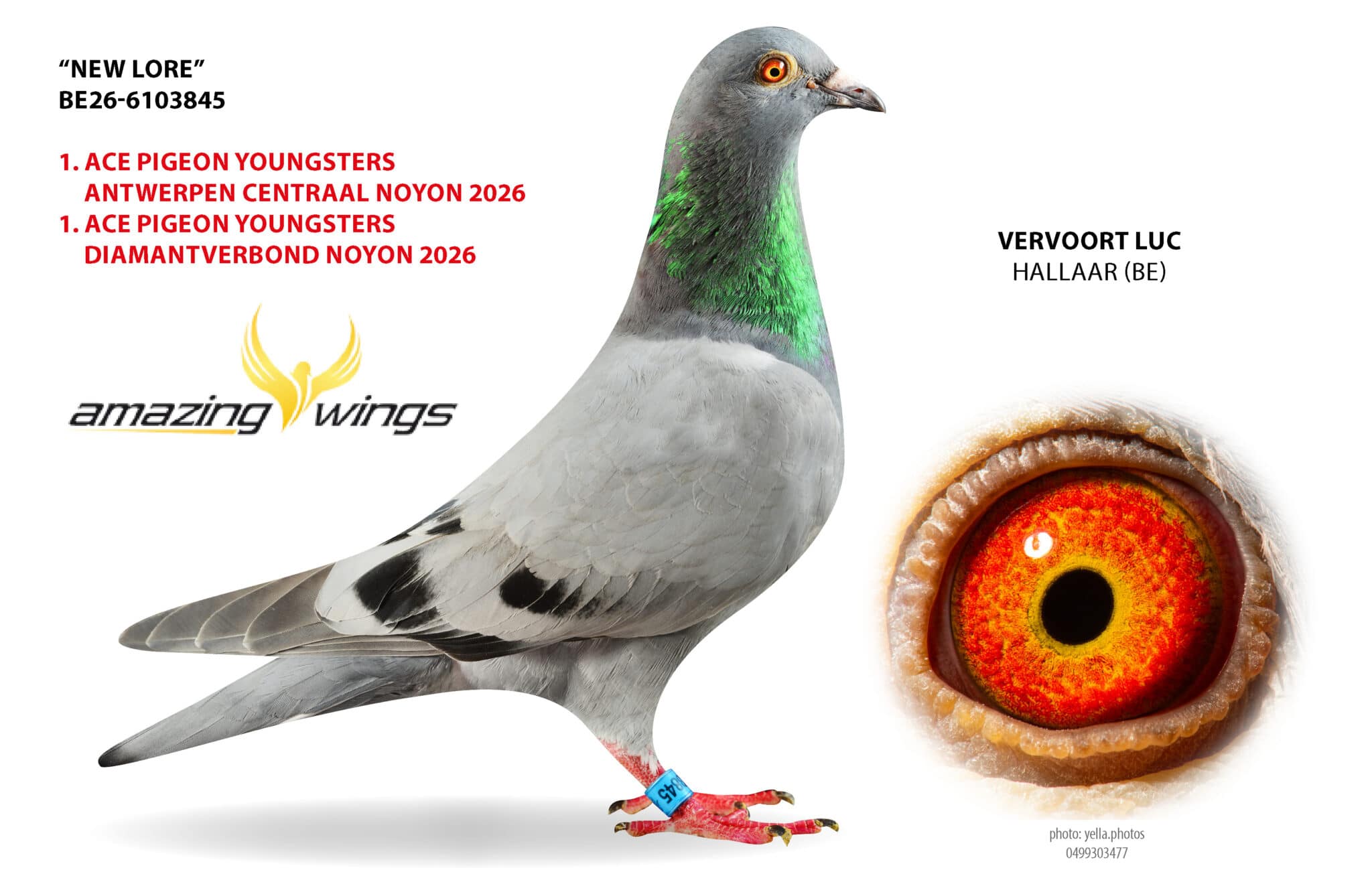 Profile view of blue hen New Lore BE26 6103845 belonging to Luc Vervoort featuring a detailed close up of her eye.