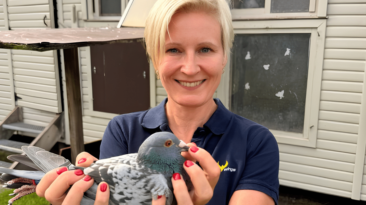 Esther Vereecke holding a racing pigeon at her loft in Beerzel after BE.26-6102525 became 8th National Ace Pigeon KBDB Great Middle Distance Youngsters 2026.