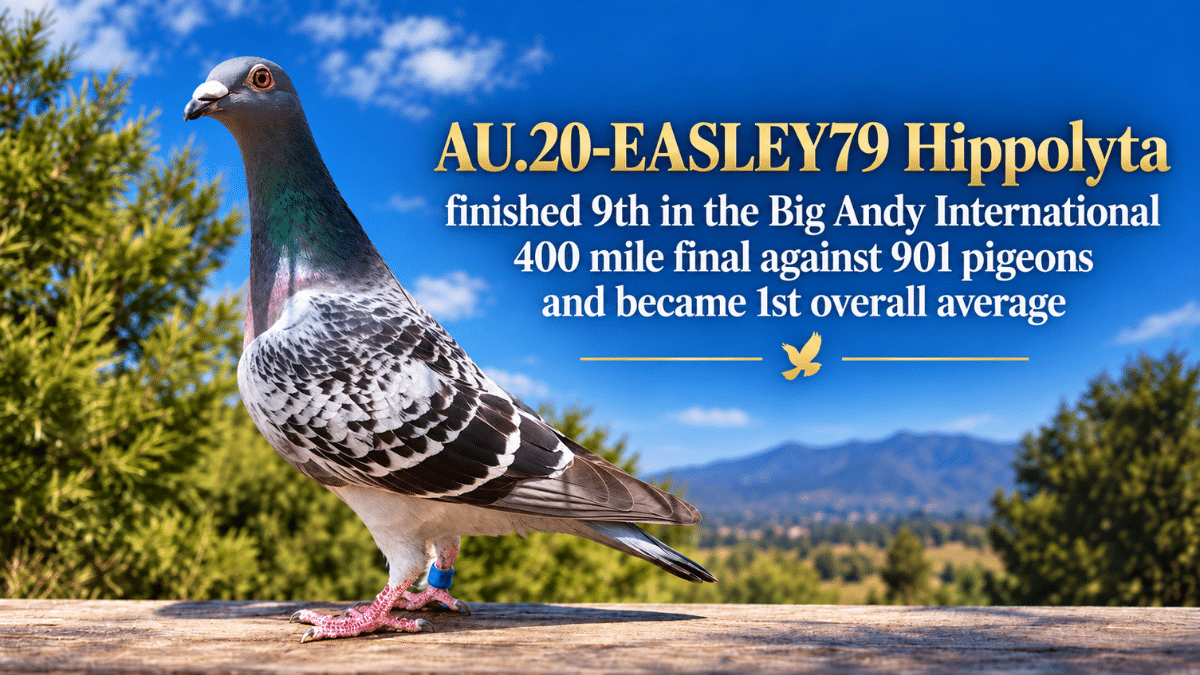 AU.20-EASLEY79 Hippolyta, Ken Easley racing pigeon, 9th Big Andy International 400 mile final against 901 pigeons and 1st overall average.