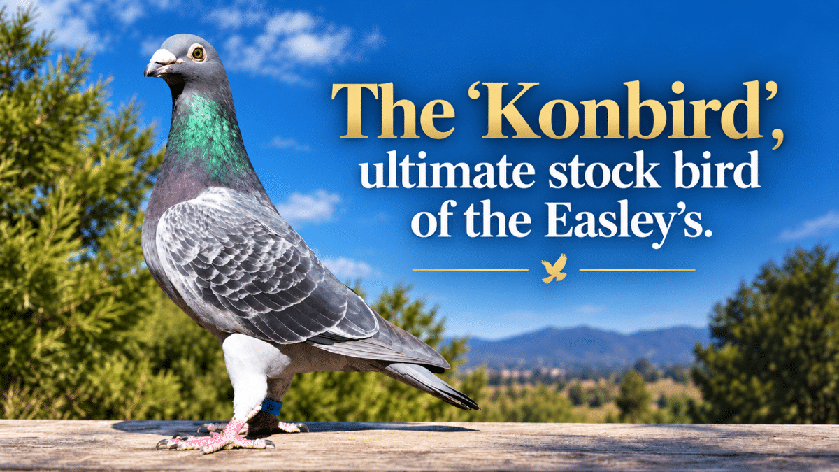 Konbird, foundation stock cock of Ken Easley & Son Racing Pigeons, whose descendants achieved major results in international One Loft Racing.
