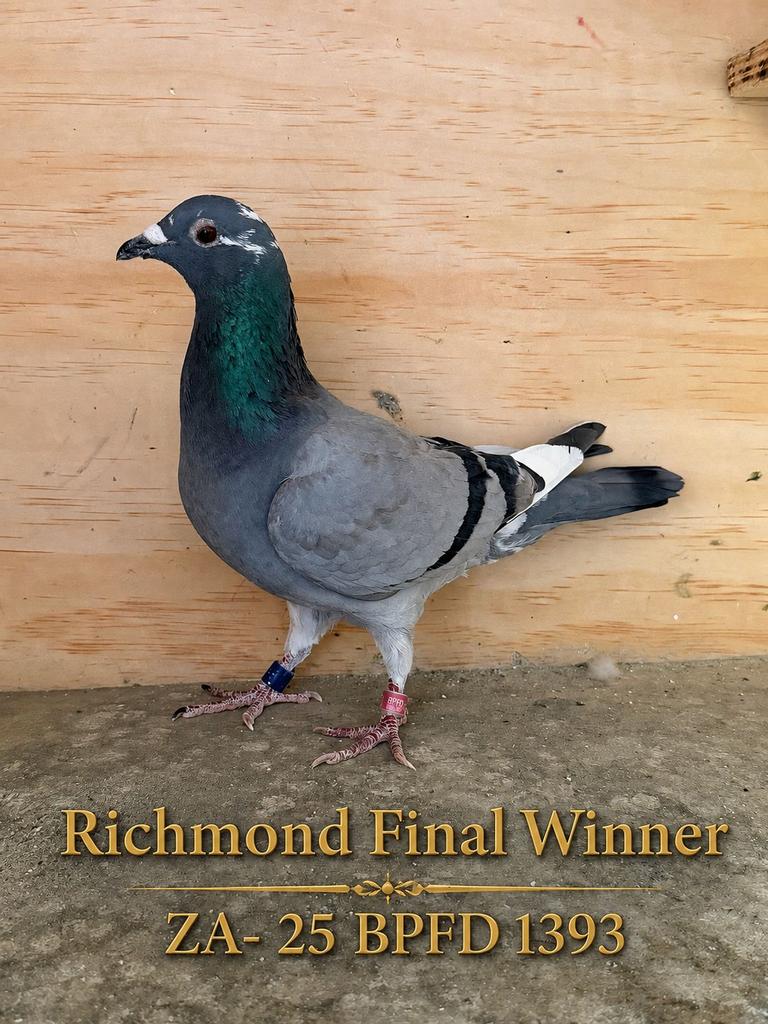 Blue grey racing pigeon Raptor, ZA,25-BPFD-1393, winner of the 655 km Marlbank OLR Richmond Final for Jordaan & Bornman.