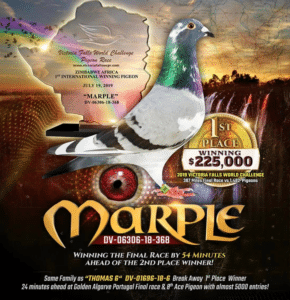 Graphic poster of racing pigeon Marple (DV-06306-18-368), 1st place winner of the 2019 Victoria Falls World Challenge Pigeon Race.