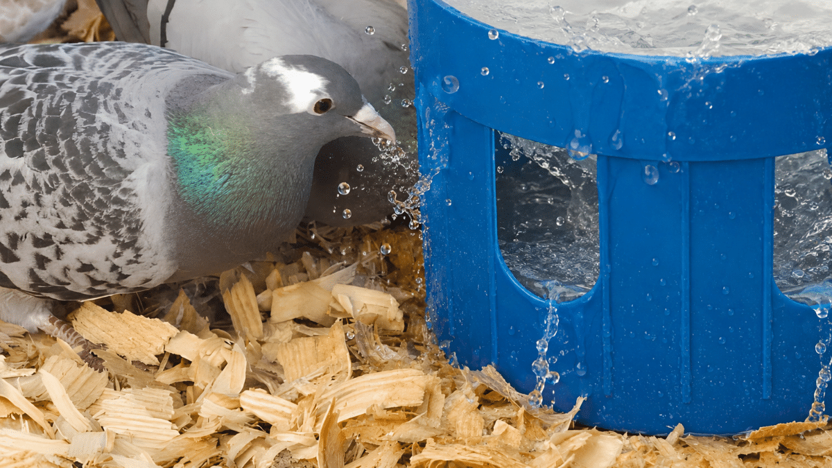 Racing pigeon drinking fresh water beside a clean blue drinker in the loft, highlighting hygiene and proper care.