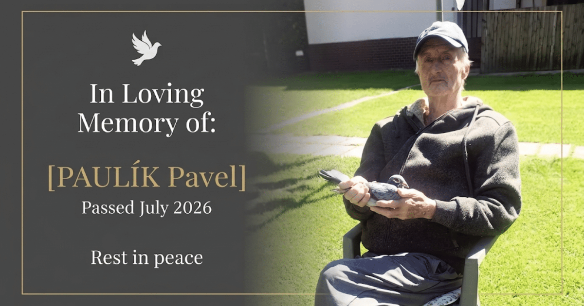 Memorial graphic in loving memory of Pavel Paulík holding a racing pigeon seated outdoors, honoring his double victory in the Talent Quatro 2026 final race.