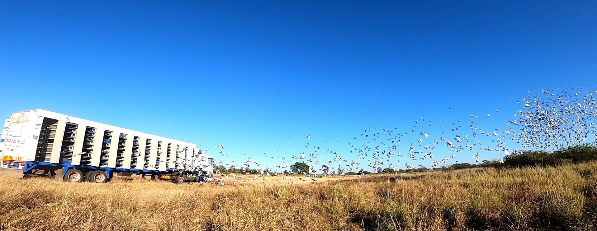 Mass release of racing pigeons from a Victoria Falls World Challenge Pigeon Race transporter truck into a clear blue sky over an open field.