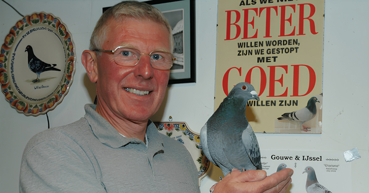 Master pigeon fancier Willem de Bruijn in his loft in Reeuwijk holding one of his top racing pigeons