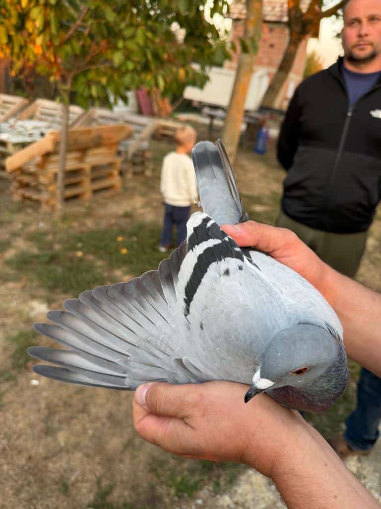 Side profile of blue bar racing pigeon CRO-2026-26228 displaying wing feather quality after its 631 km Super Final victory in Đakovo.