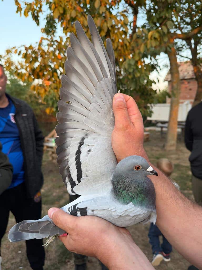 Close-up of winning racing pigeon CRO-2026-26228 held in hand with wing outstretched after winning the Derby AS Croatia 2026 Super Final.