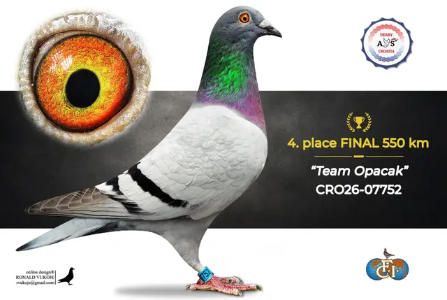 Derby AS Croatia 2026 Super Final Auction: 631 Kilometers of Courage, Now a Chance for Breeders! 2 1