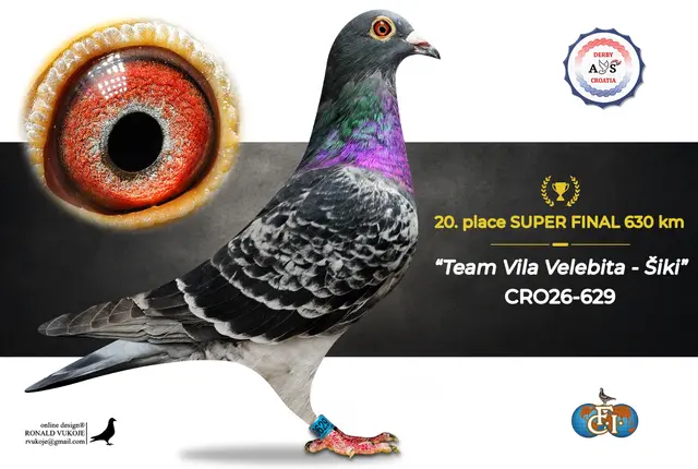 Derby AS Croatia 2026 Super Final Auction: 631 Kilometers of Courage, Now a Chance for Breeders! 13 12
