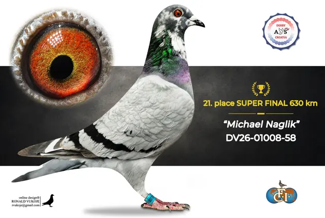 Derby AS Croatia 2026 Super Final Auction: 631 Kilometers of Courage, Now a Chance for Breeders! 14 13