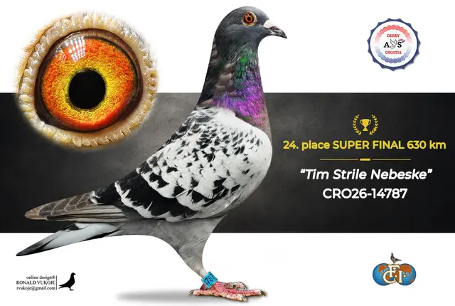 Derby AS Croatia 2026 Super Final Auction: 631 Kilometers of Courage, Now a Chance for Breeders! 16 15